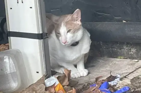 Lost and found pets United Kingdom, photo: Found: Frightened Cat on Rondu Road