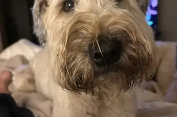 Lost Sweet Wheaten Dog on E 25th, Tulsa