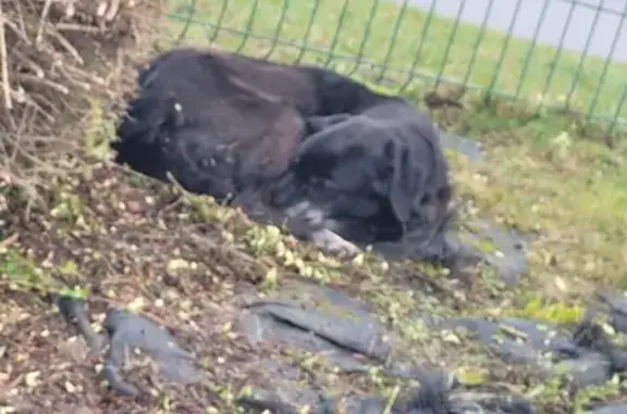 Chien trouvé , photo: Chienne croisée Labrador trouvée faible à Rouvignies