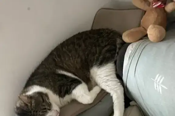 Chat perdu à L'Isle-Adam, secteur cinéma - photo