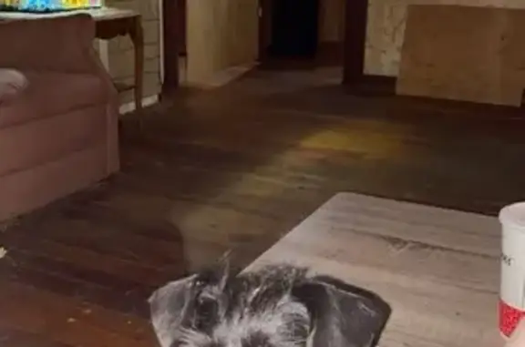 Missing dog St. Louis, photo: Lost Black Dog w/ Knob Tail - St. Louis