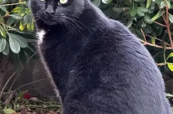 Chat perdu noir, tache blanche, La Garde - photo