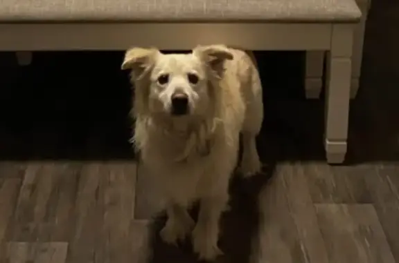 Lost Blonde Dog: Skittish & Fox-Like