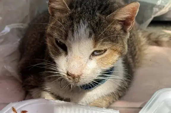 Gato encontrado Cancun, foto: Gatito Blanco y Gris con Collar Azul Perdido