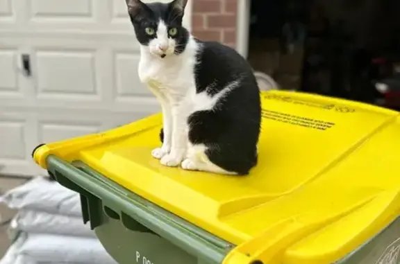 Lost pets Texas City, photo: Lost Black & White Cat in Bellaire, TX