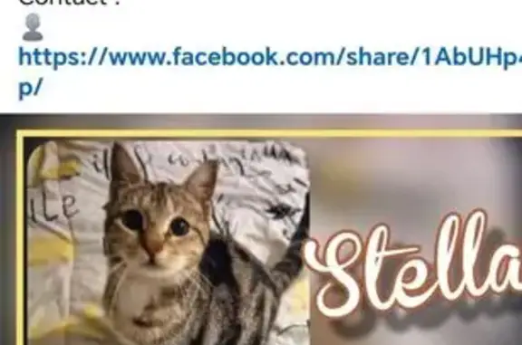 Chat perdu, Sainte-Livrade-sur-Lot, photo: Chatte tigrée perdue à Sainte-Livrade