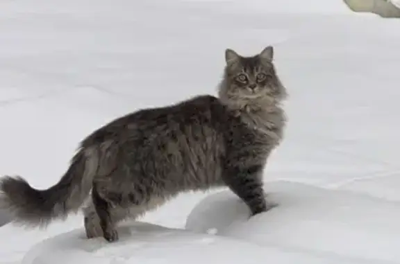 Animaux perdus , photo: Chat gris perdu, Chemin du Parc