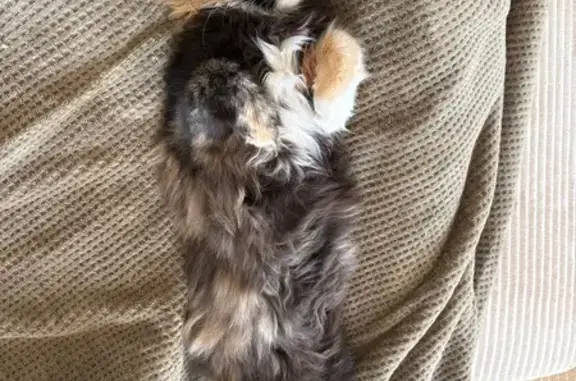Chat perdu, , photo: Chatte perdue, Mia, écaillé, Miradoux