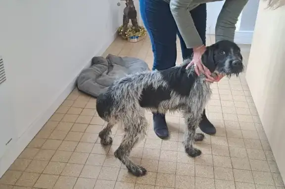Chien trouvé , photo: Chienne noire et grise trouvée à Corronsac