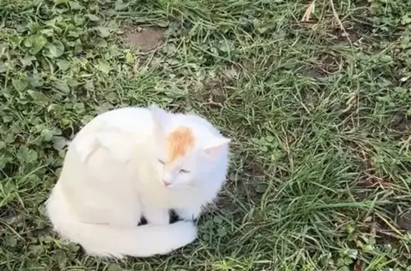 Animaux trouvés Villefranche-sur-Saône, photo: Chatte blanche trouvée Rue des Fayettes