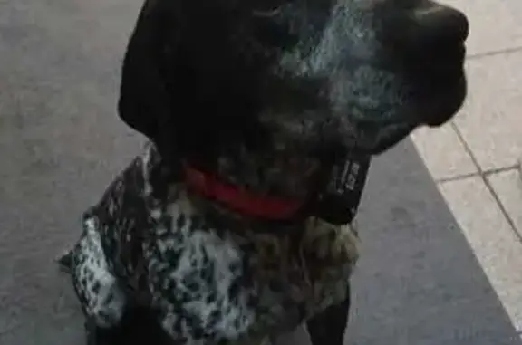 Chien perdu à Vraiville : Max, collier rouge - photo