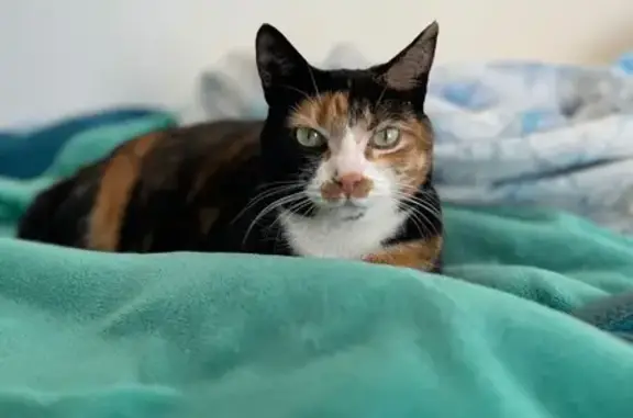 Lost Cat: Chunky Belly, Cork Ave, Randburg