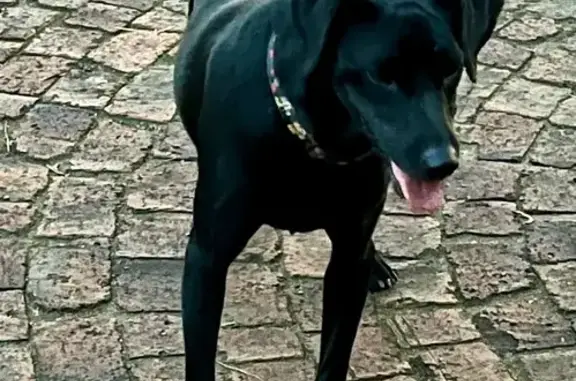 Had a collar, seems young and is nervous but friendly