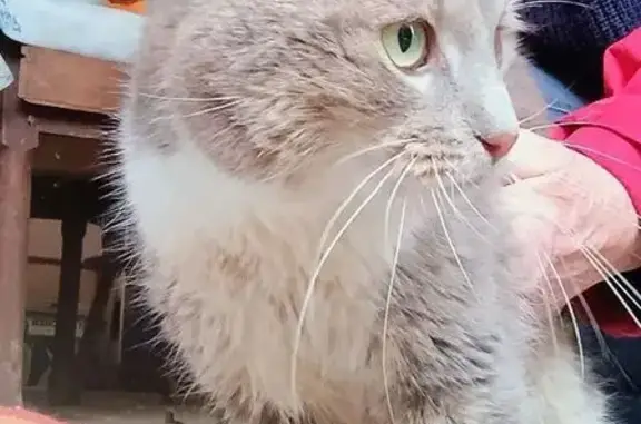 Animaux trouvés , photo: Chat gris trouvé, cherche ses propriétaires