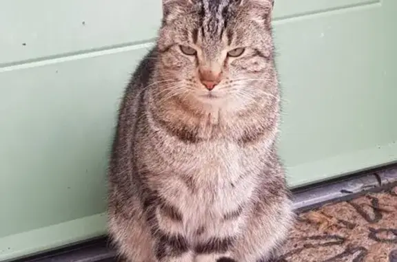 Chat trouvé , photo: Chat perdu trouvé à Craon, cherche famille