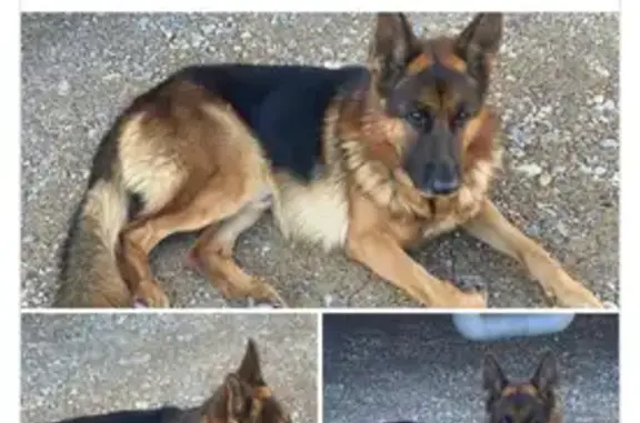 Perros perdidos, , foto: Perro Perdido en La Cañada, Andalucía