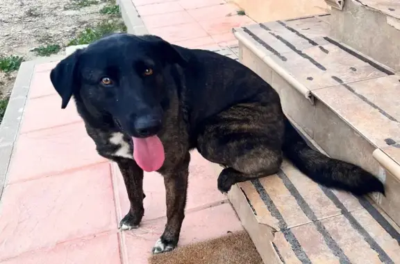 Perra Joven y Cariñosa Busca H...