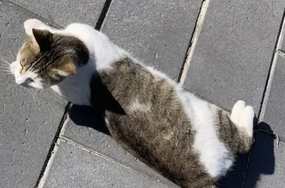 Missing cat , photo: Lost Shorthair Cat: Light Brown & White