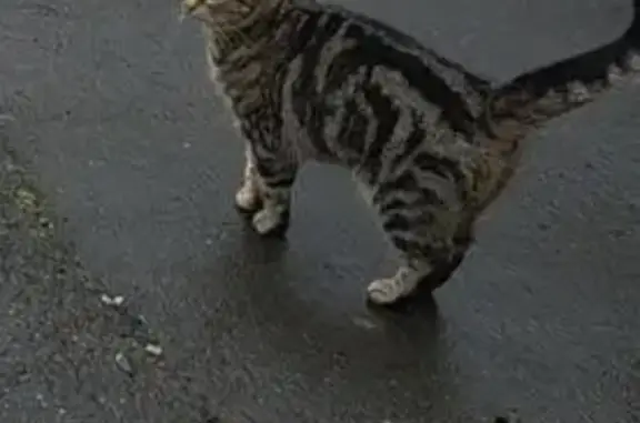 Tabby cat grey with black markings female