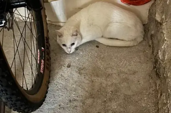 Chat non pucé trouvé, craintif et amaigri - photo