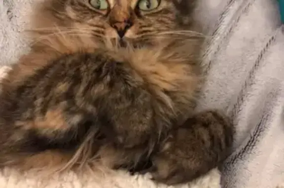 Recherche Confettis, chatte tigrée perdue - photo