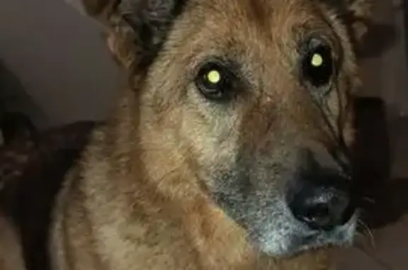 Chien perdu, 3 pattes, type Berger Allemand - photo