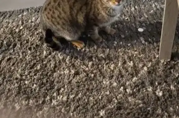 Animaux perdus Le Puy-Sainte-Réparade, photo: Chatte perdue, brune rayée, collier noir