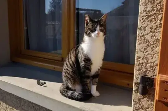 Chatte tigrée blanche perdue à Nancray - photo