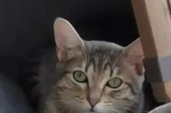 Chat perdu : Isi, 7 mois, gris tigré - photo