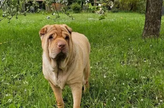 Sharpei fauve 9 ans perdue à Brassac - photo