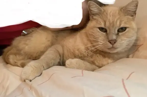 Chat beige 15 ans perdu à Montaut - photo