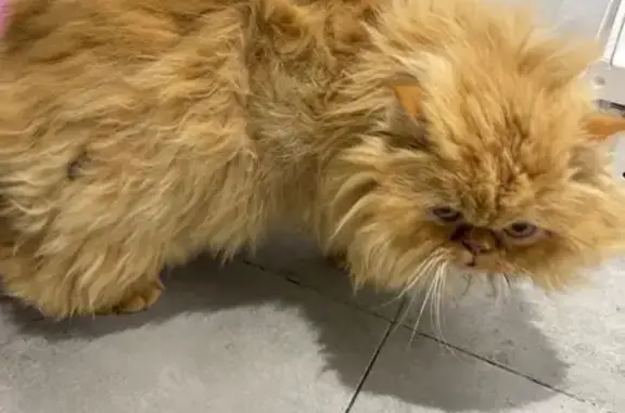 Animaux trouvés Tournan-en-Brie, photo: Chat trouvé Rue Georges Clemenceau, Tournan