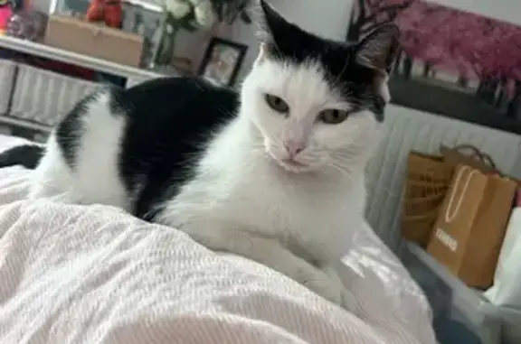 Chat perdu, Bruz, photo: Chat perdu, sociable, tâche noire à l'œil