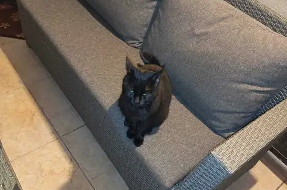 Chat trouvé Amnéville, photo: Chat noir câlin trouvé à Amnéville