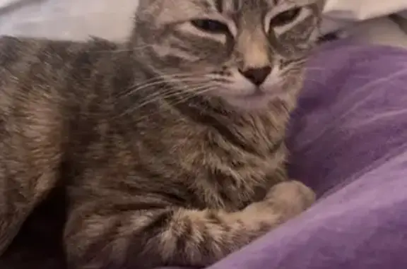 Chatte tigrée grise perdue à Pont-Évêque - photo