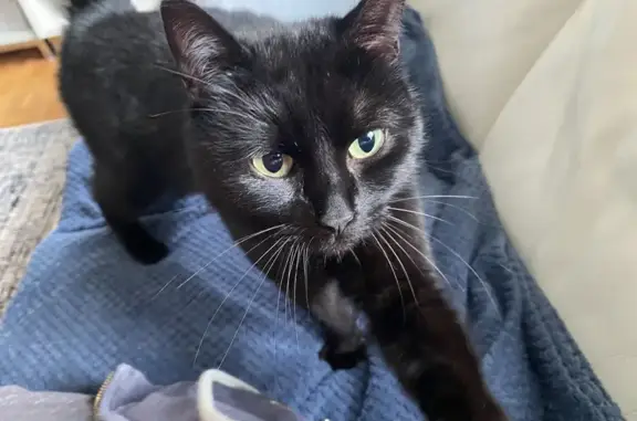 Animaux trouvés Quimper, photo: Chatte noire sociable trouvée à Quimper