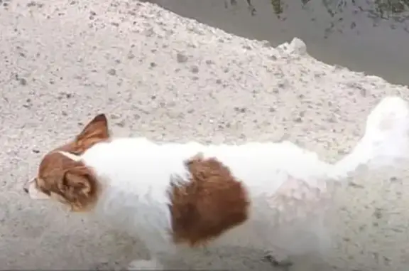 Lost Dog: Friendly, Spotted in Kerman - photo