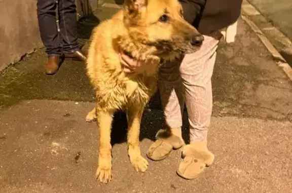 Animaux trouvés Bauvin, photo: Chien âgé trouvé Rue Jules Guesde, Bauvin
