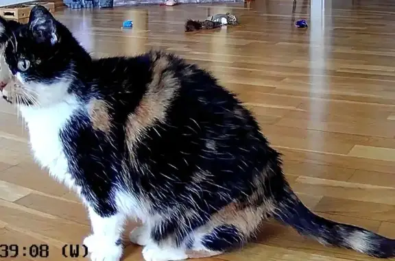 Animaux perdus La Wantzenau, photo: Chatte tricolore perdue à La Wantzenau