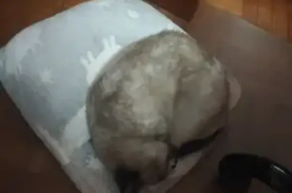 Urgente: Gata Siamesa Perdida...