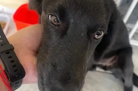 Cachorro encontrado Fêmea (brf002261) - photo