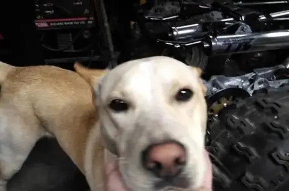 Lost pets Edgewood, photo: Friendly Lost Dog: Tan, Red Harness, Edgewood