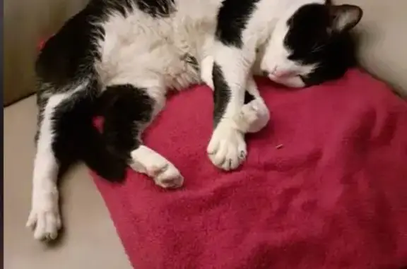 Chat perdu : Moumoune noir et blanc, Aubagne - photo
