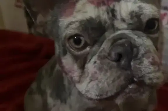 Missing dog California City, photo: Lost Dog with Nose Scar in Coachella