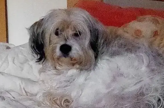 Chien perdu à Pau, rue de l'Est - photo
