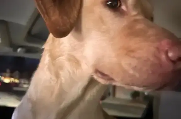 Found pets Savannah, photo: Found: Friendly Dog in Savannah Area