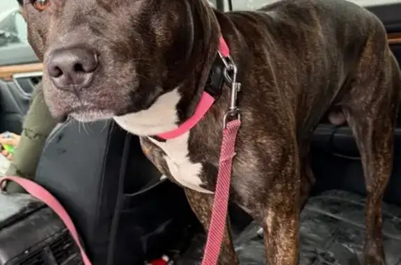 Found pets Detroit, photo: Brindle Pit Bull Found: Seyburn St, Detroit