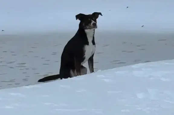 Lost Scared Dog Near East Village Green