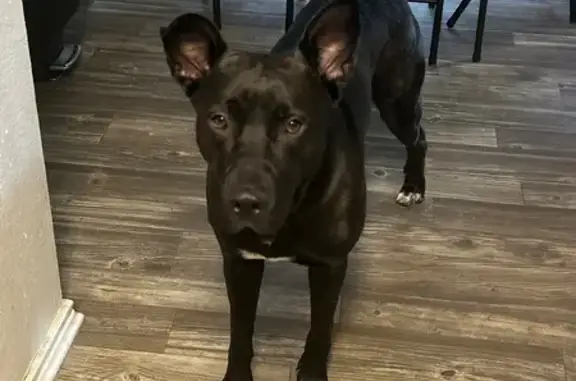 Lost pets Arlington, photo: Lost German Shepherd Mix with Unique Markings