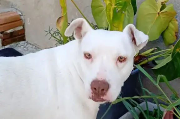 Cachorro encontrado Fêmea (brf002263) - photo